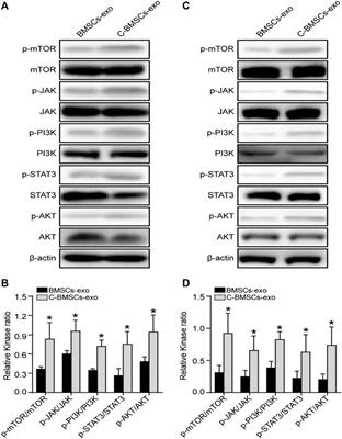 Exosomes Derived From CTF1-Modified Bone Marrow Stem Cells Promote Endometrial Regeneration and Restore Fertility